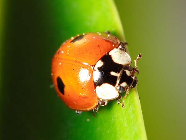 Coccinella